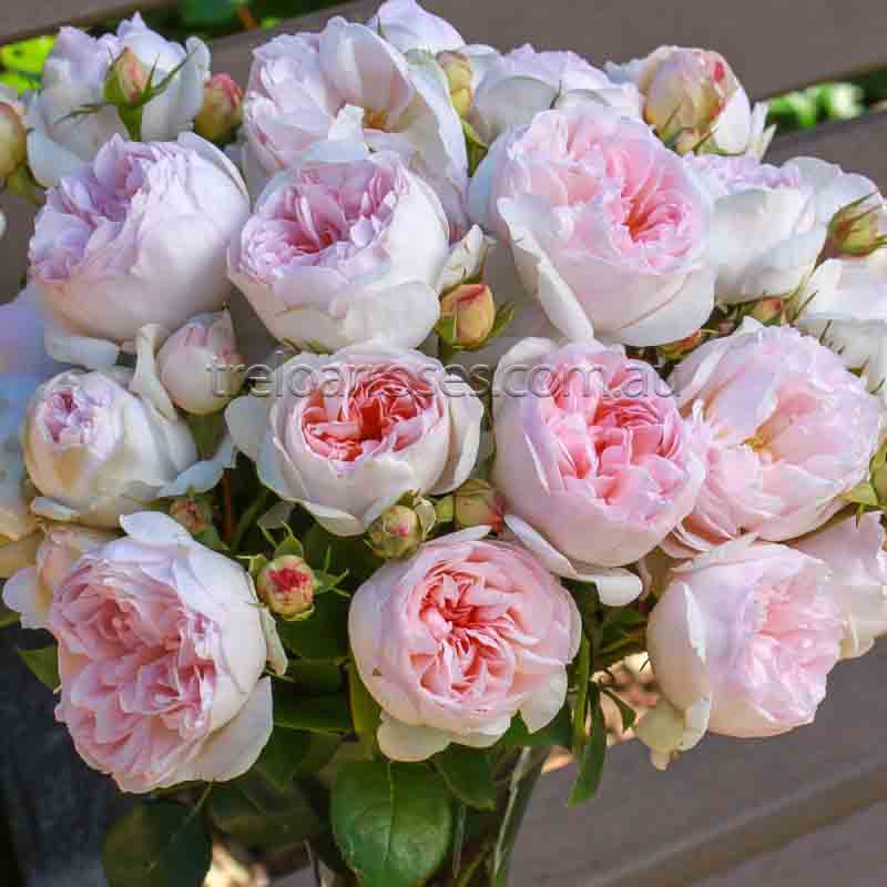 Addictive Lure — Rose Nursery in Tolga QLD