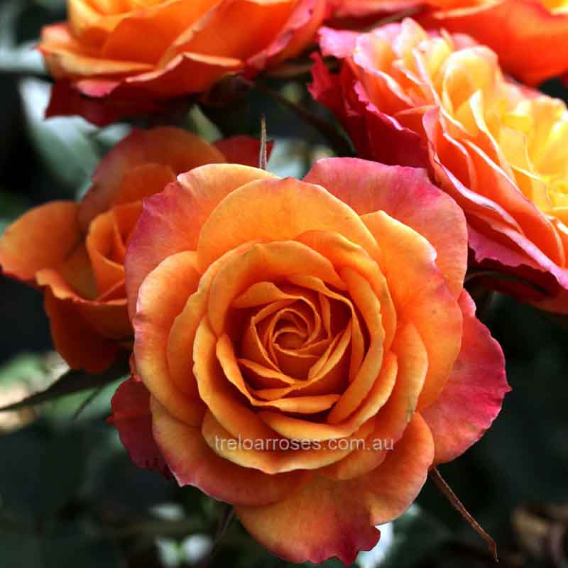 Elllie — Rose Nursery in Tolga QLD