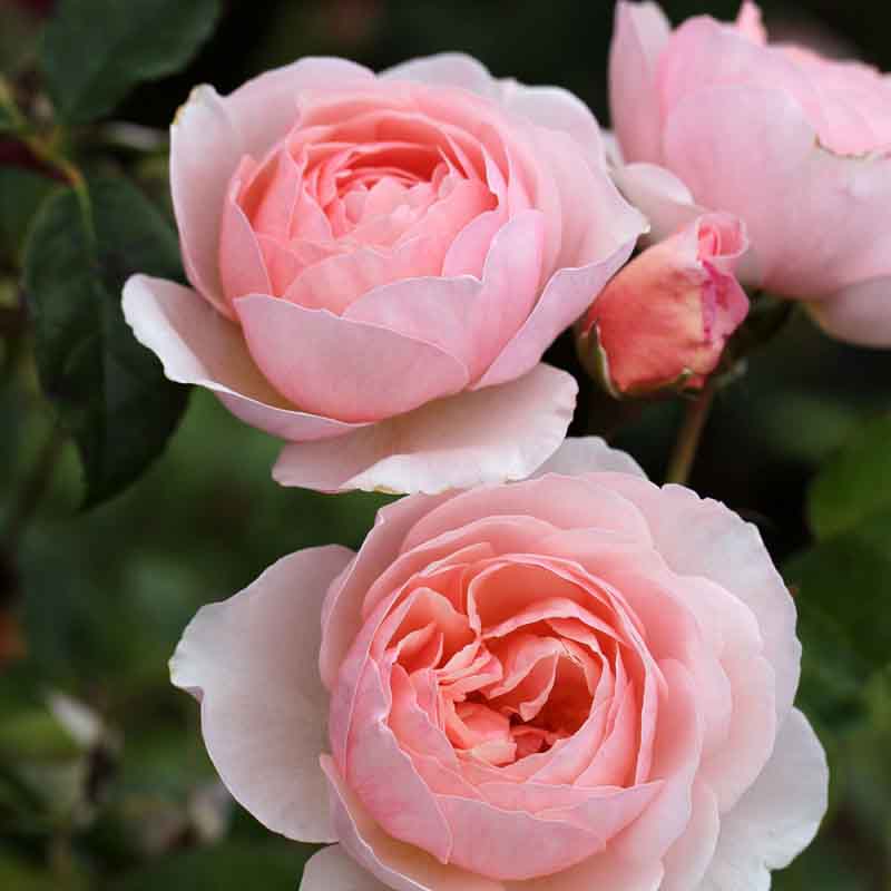 Heritage — Rose Nursery in Tolga QLD