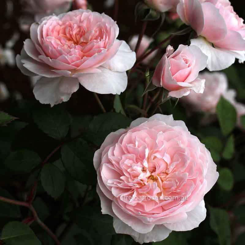 Wisely — Rose Nursery in Tolga QLD