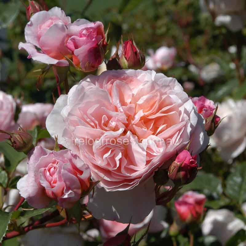 William Morris — Rose Nursery in Tolga QLD